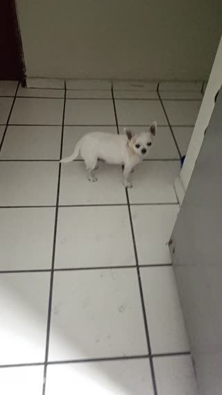 Perro asesino
